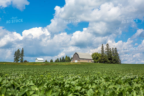 Barn Over Soybeans in Summer 250089