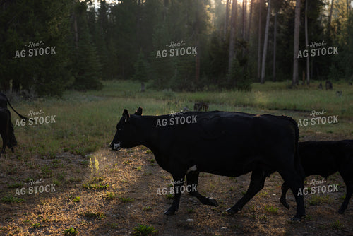 Moving Cattle on Mountain 304097