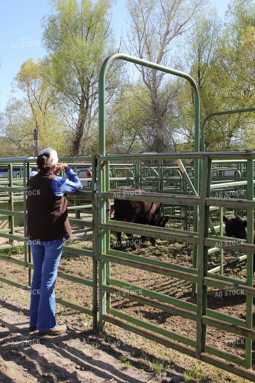 Female Rancher Checking Cattle 102147