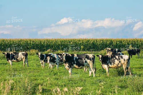 Holstein Cattle 145026