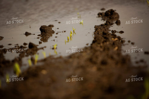 Flooded Early Growth Corn 5548