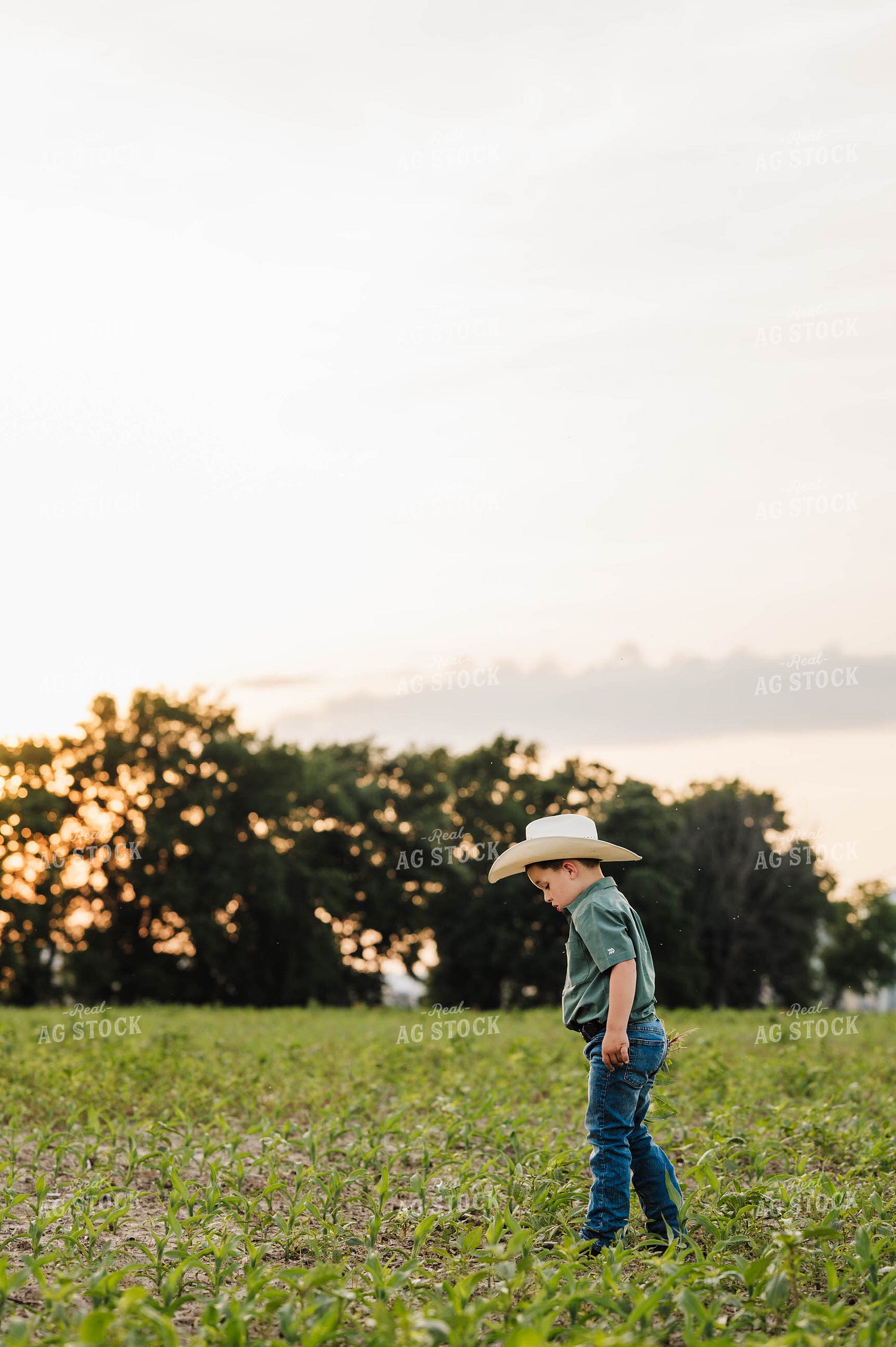 Farm Kid in Cornfield 115309