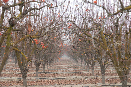 Persimmon Orchard in Winter 276089