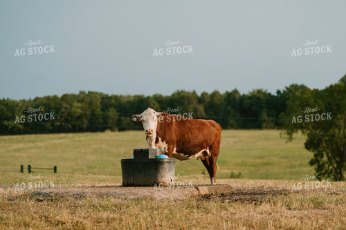 Hereford Cow at Waterer 125415