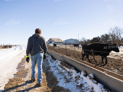 Rancher Walking Past Cattle in Farmyard 70187