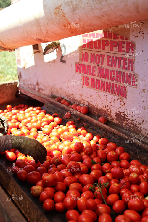 Harvesting Tomatoes 102150