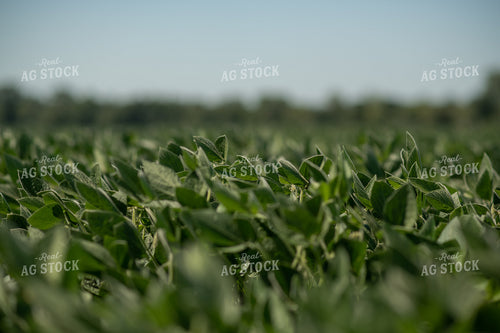 Midseason Soybeans 76665