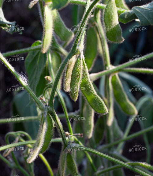 Midseason Soybeans 132166