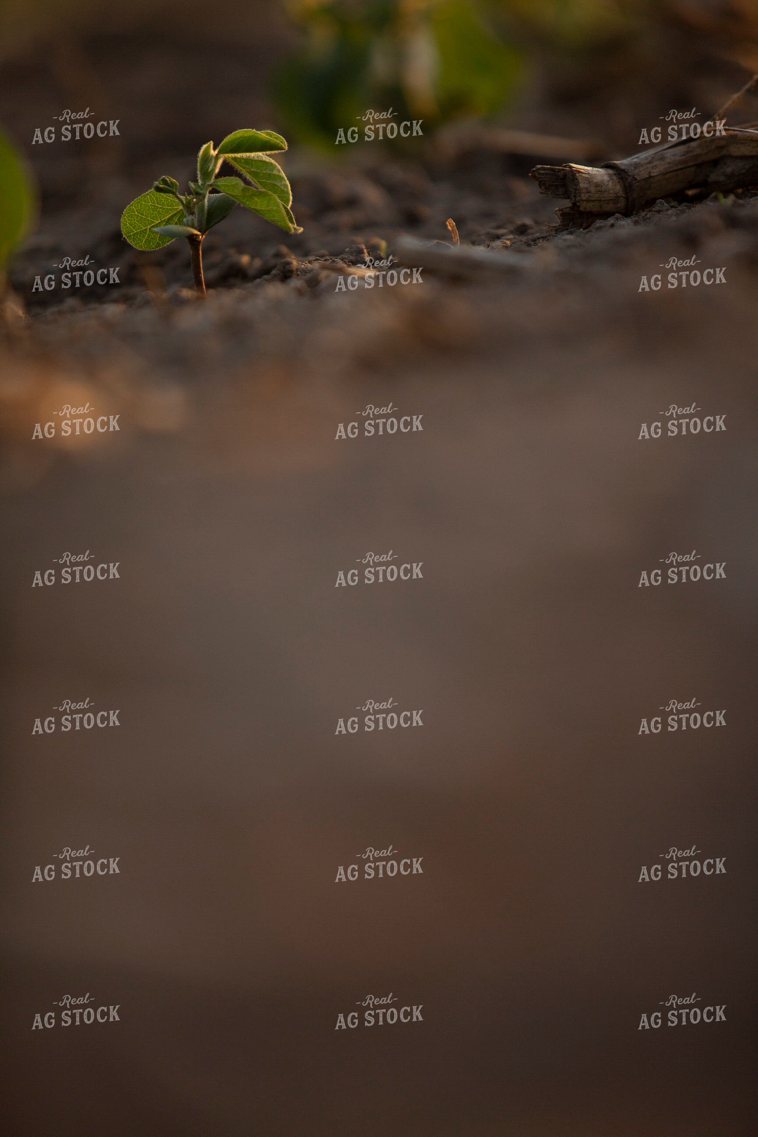 Soybeans - Mid-Season 1470