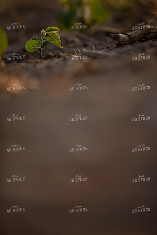 Soybeans - Mid-Season 1470