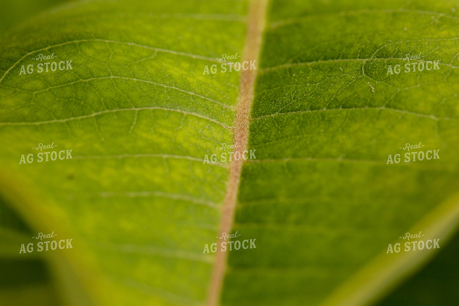 Leaf 161105