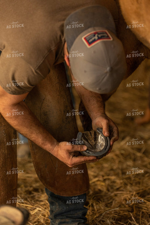 Farrier Shoeing Horses 52433