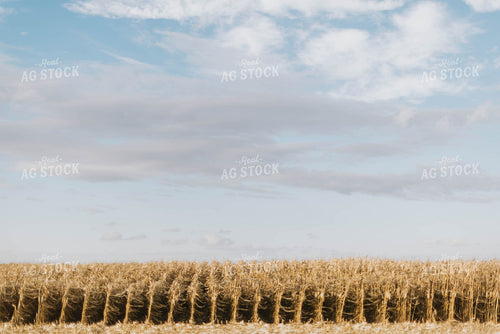 Dried Cornfield 8502