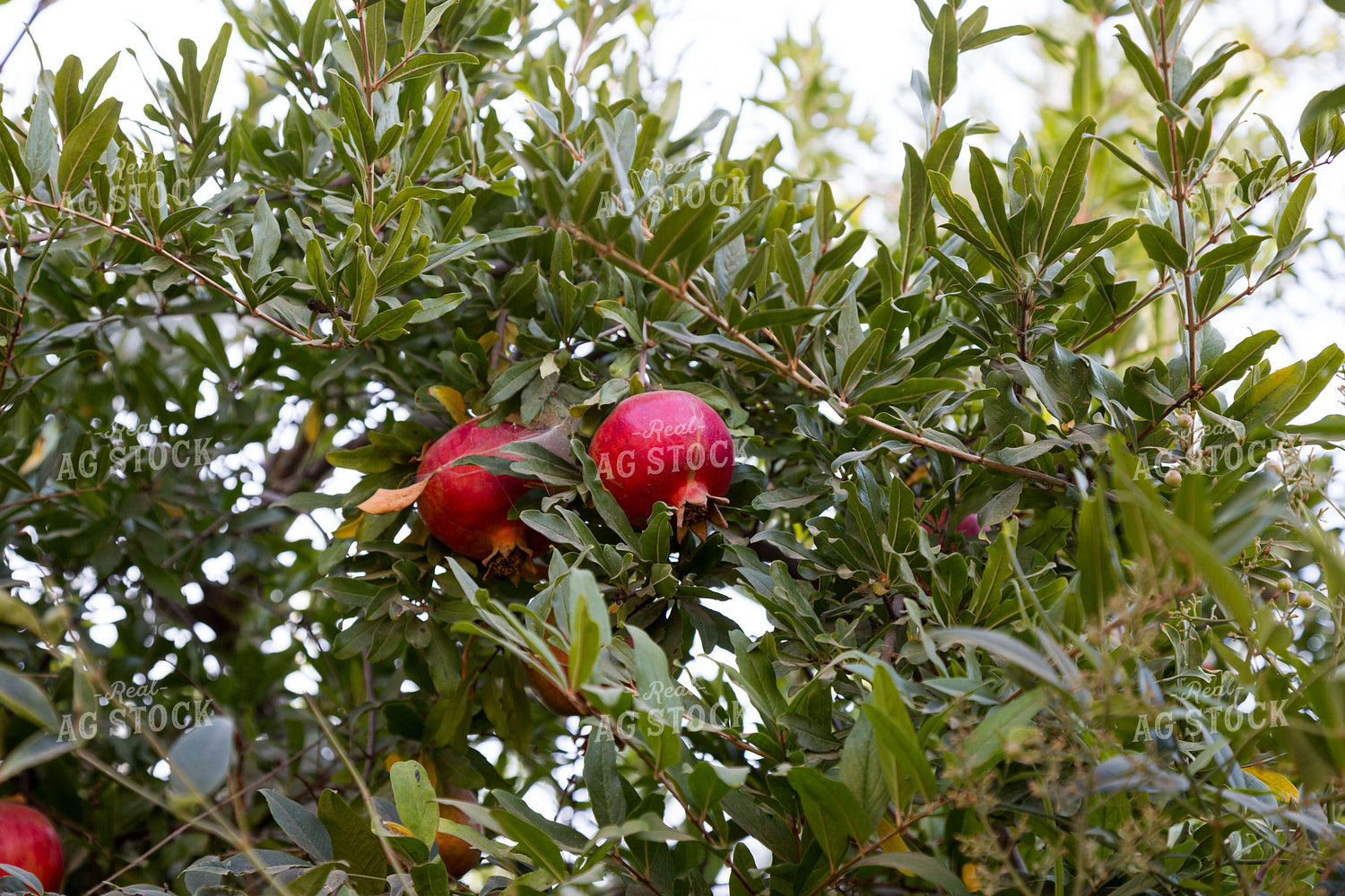 Pomegranates 276046