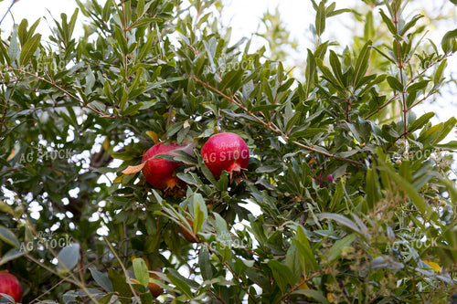 Pomegranates 276046