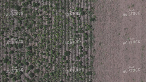 Vertical Tillage 239390