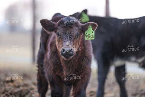 Black Angus Calf 160497