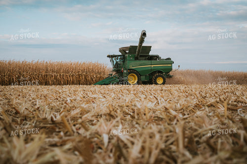 Corn Harvest 6928