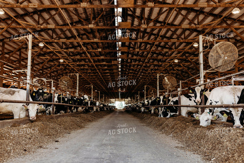 Holstein Cattle in Open Air Barn 152219