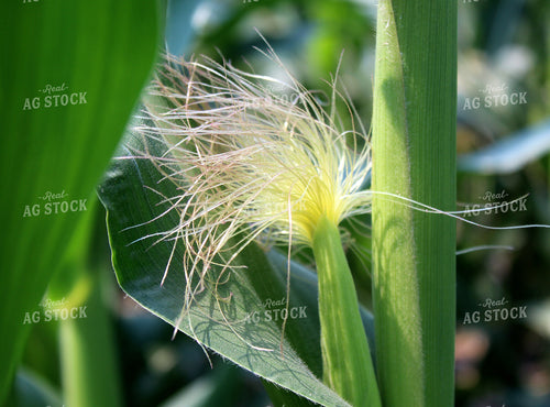 Corn Silks 141153