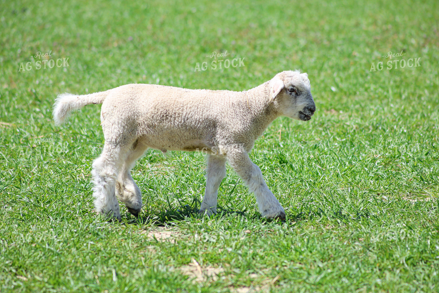 Lamb 84224
