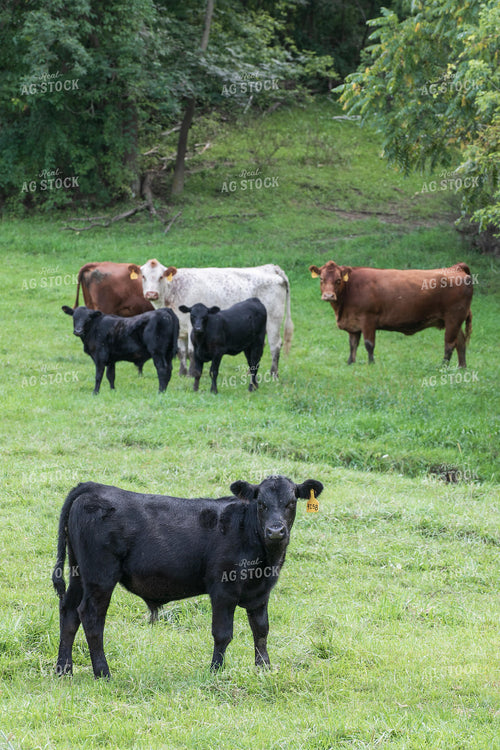 Cattle on Pasture 145079