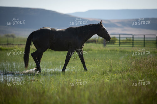 Horse 78208