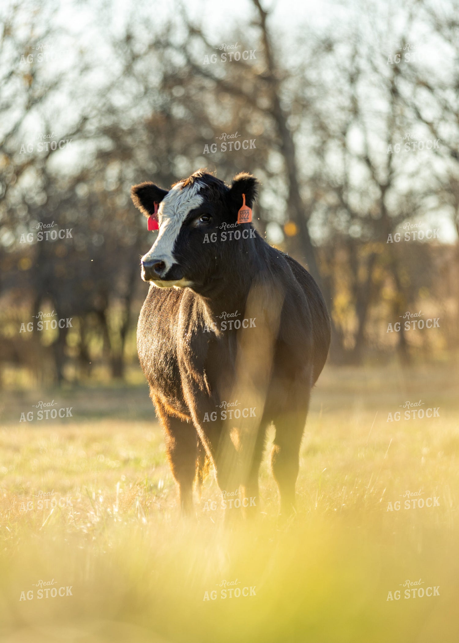 Cow on Pasture 264072