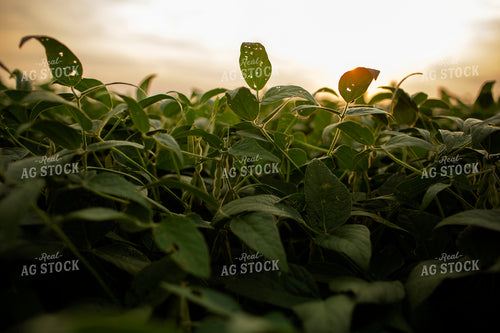 Soybeans - Mid-Season 2355