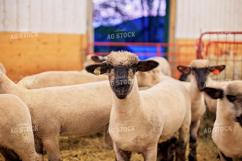 Sheep in Barn 93185
