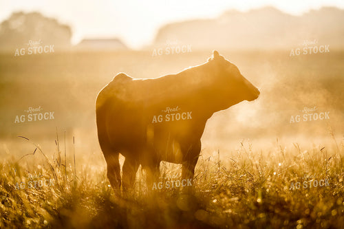 Cattle on Pasture in Morning Fog 250200