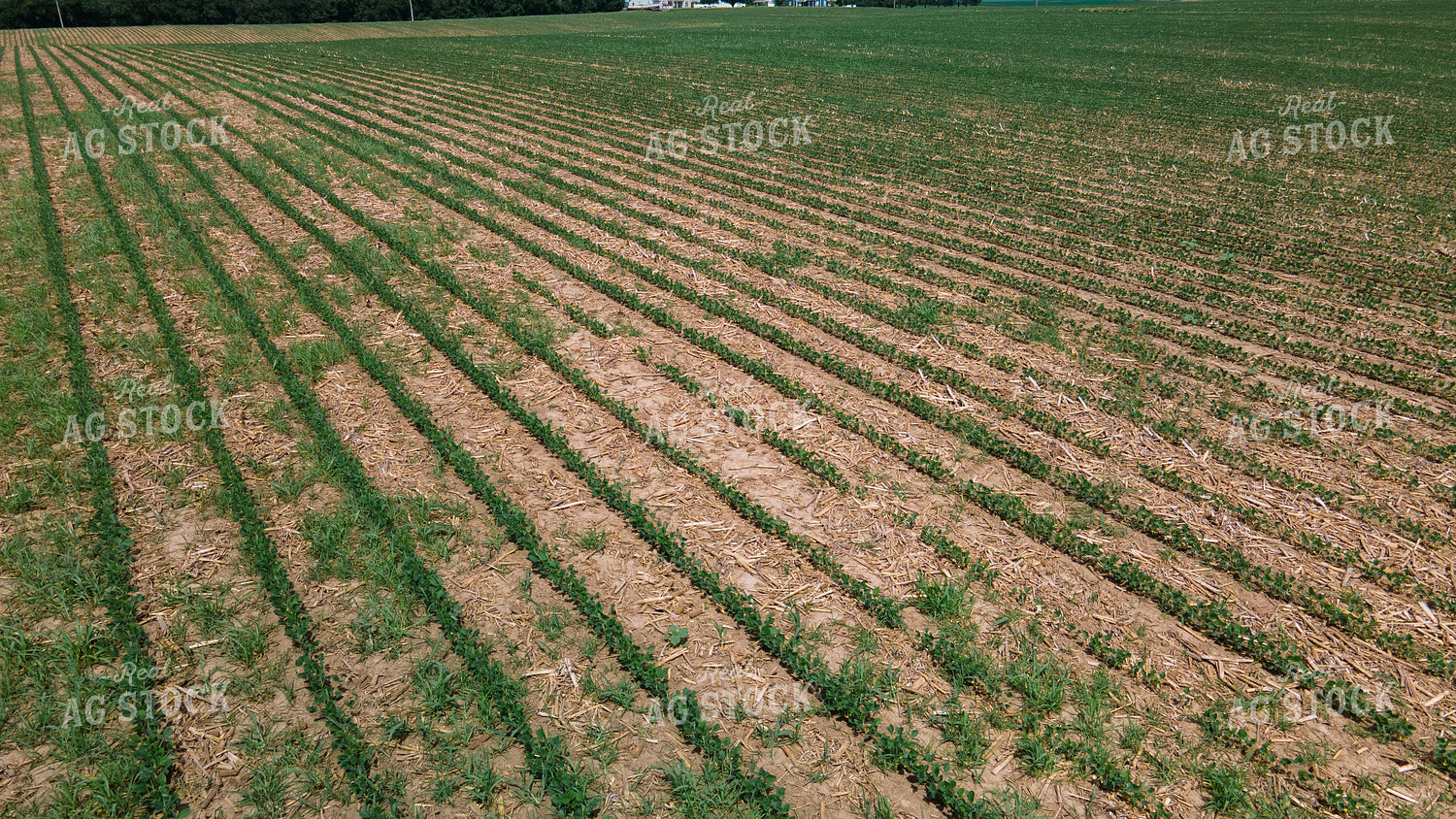 Soybean Field 8125