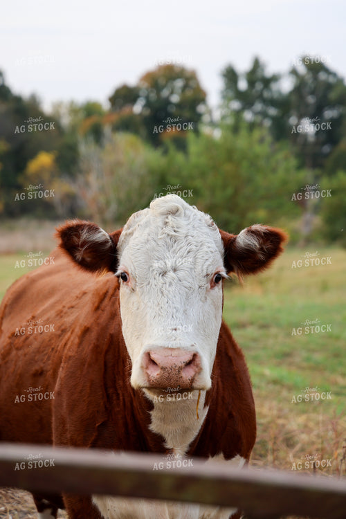 Hereford Cattle 160026