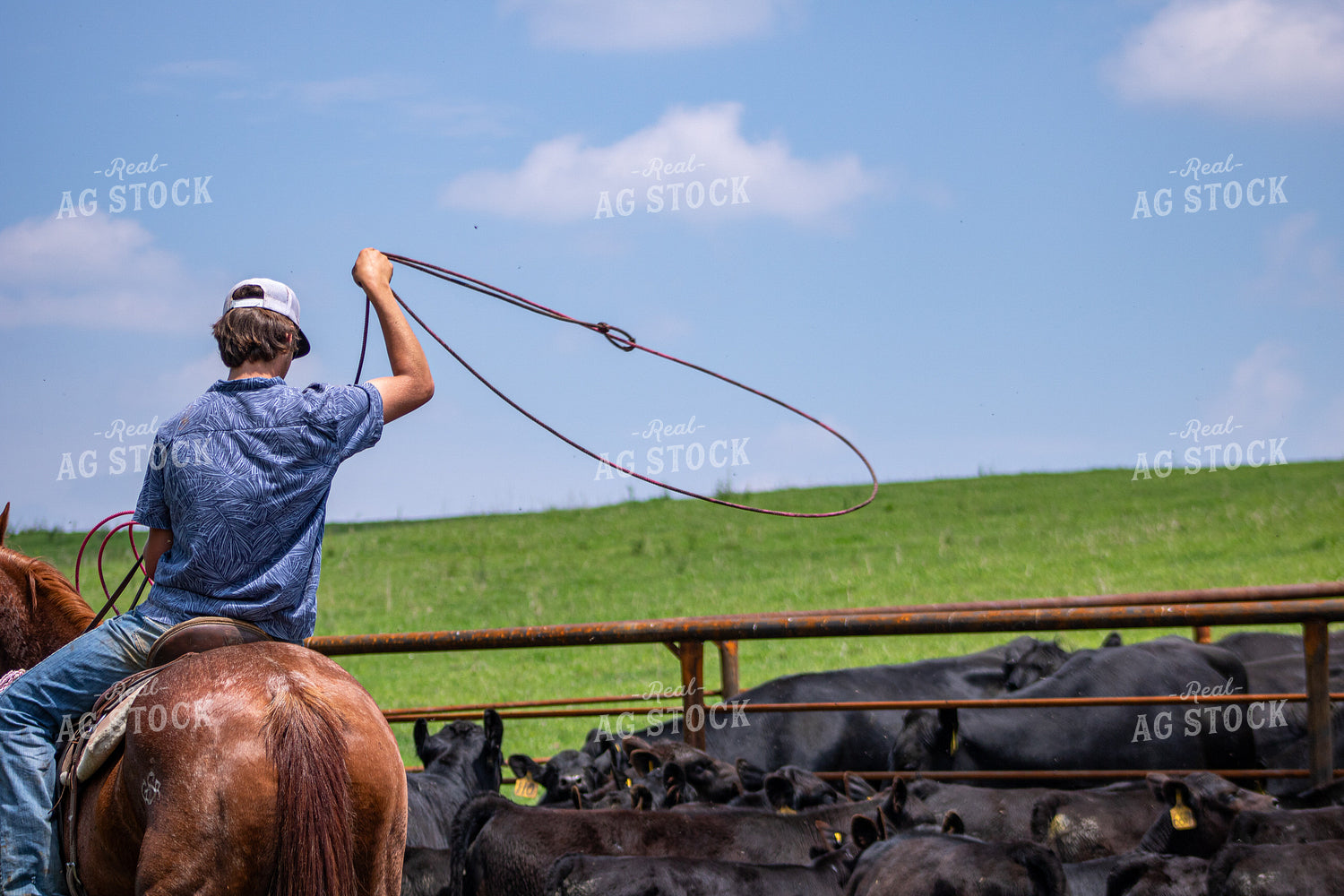 Rancher Roping Cattle 214198