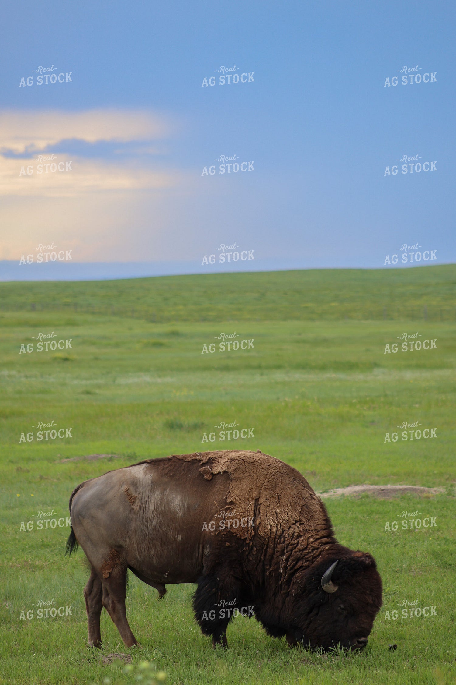 American Bison 261036