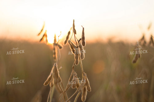 Dried Soybean Pods 93119