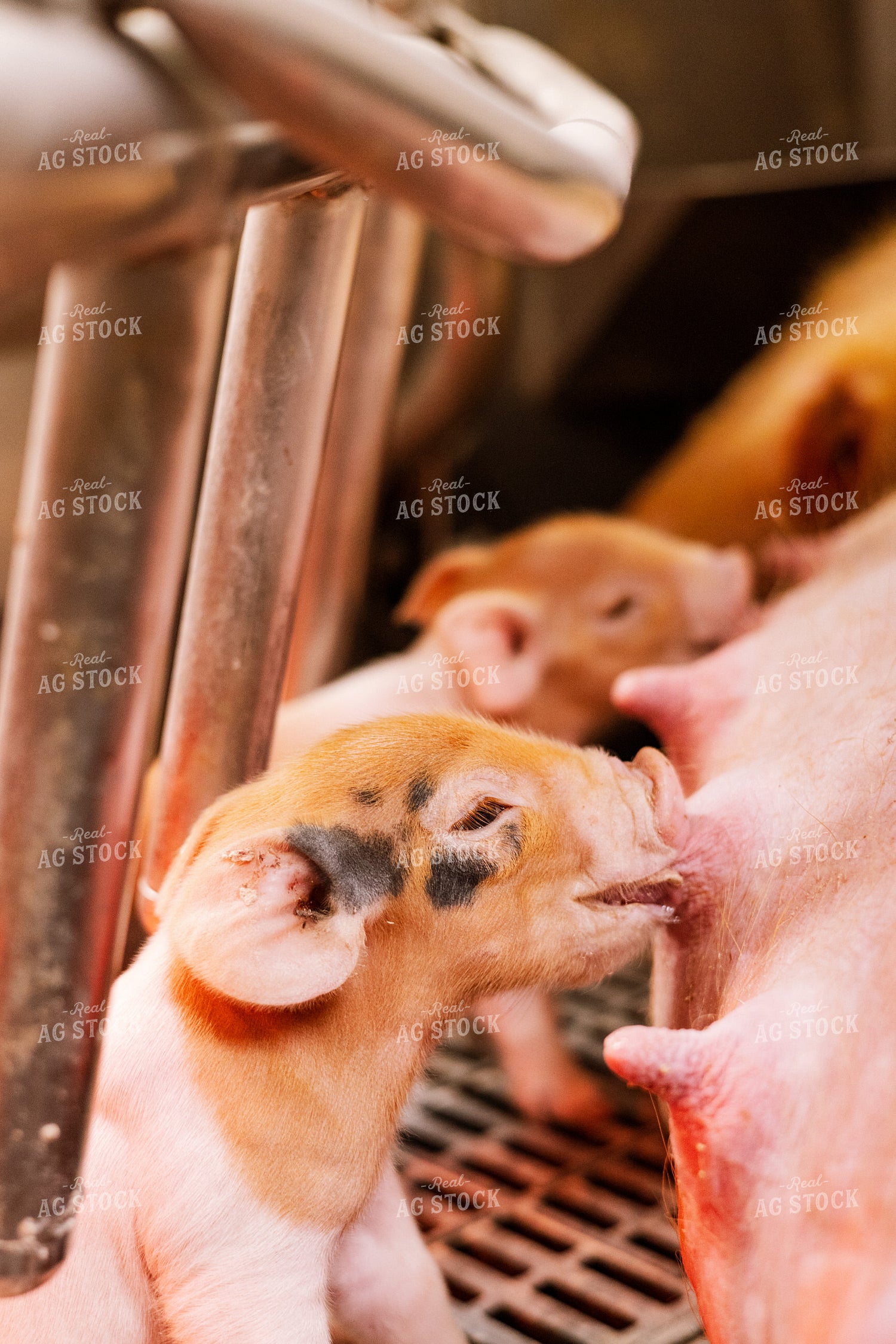 Piglets 233021