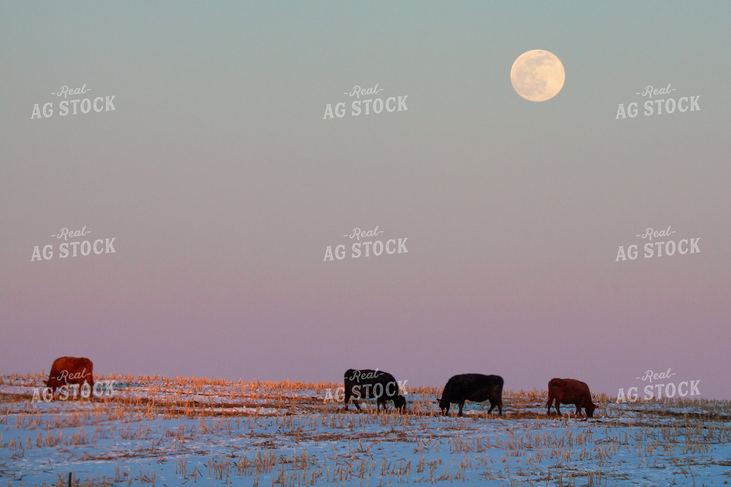 Cattle on Pasture 145004