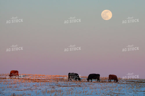 Cattle on Pasture 145004