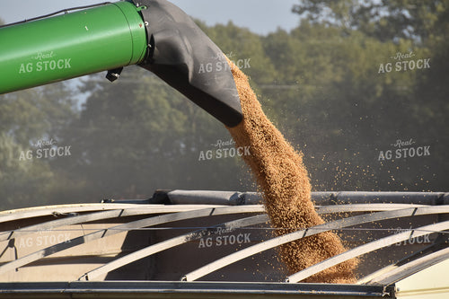 Corn Harvest 84136