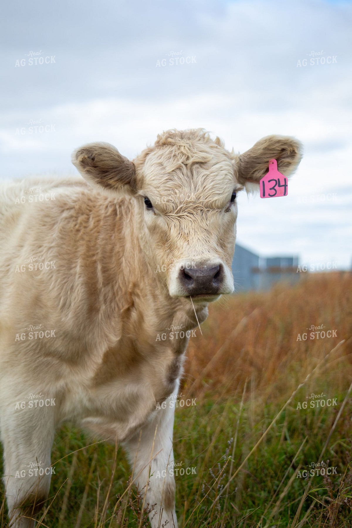 Charolais Calf with Pink Ear Tag Standing in Pasture Grass 406119