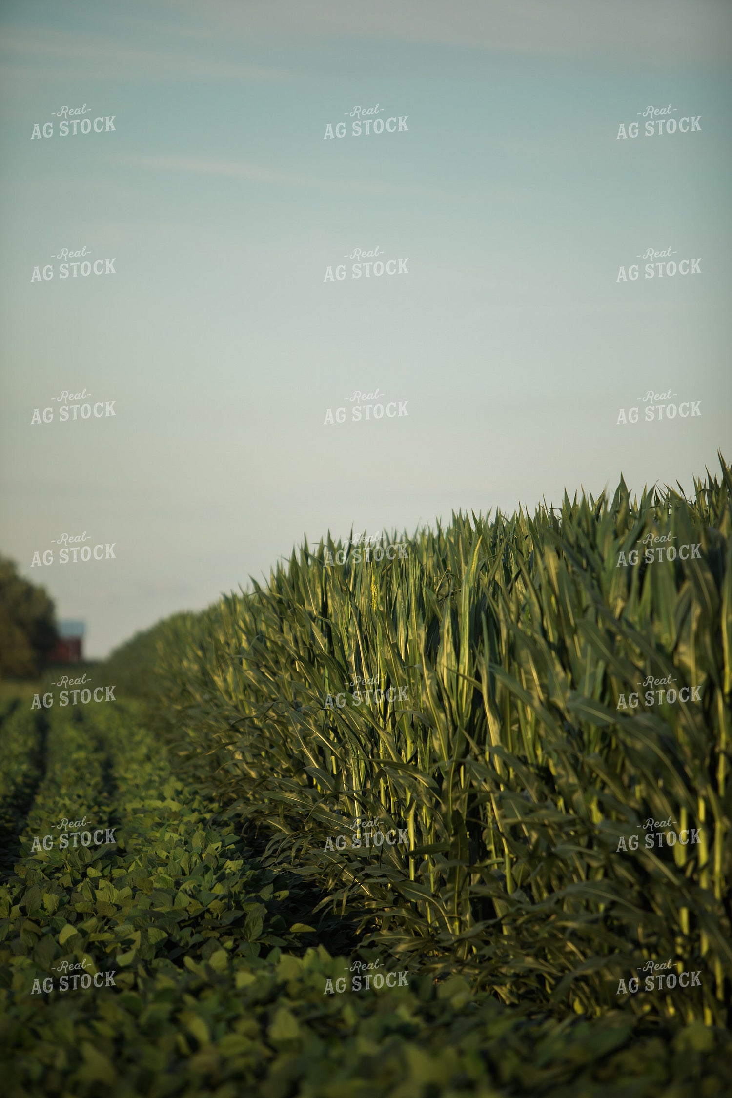 Green Corn and Soybean Field Border 6061