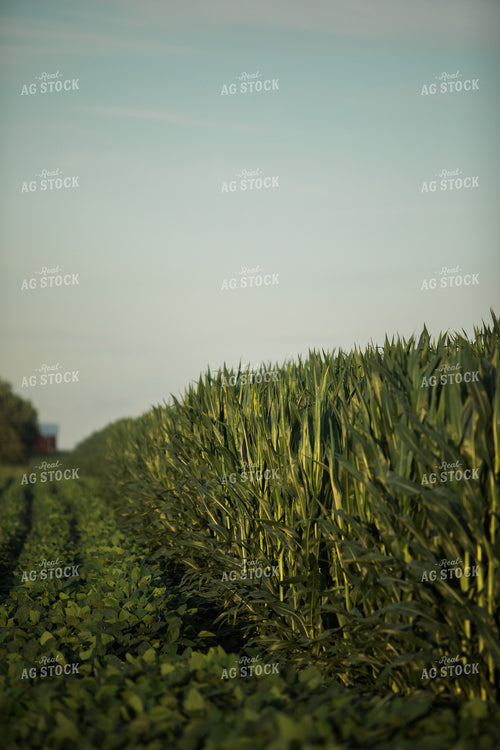Green Corn and Soybean Field Border 6061