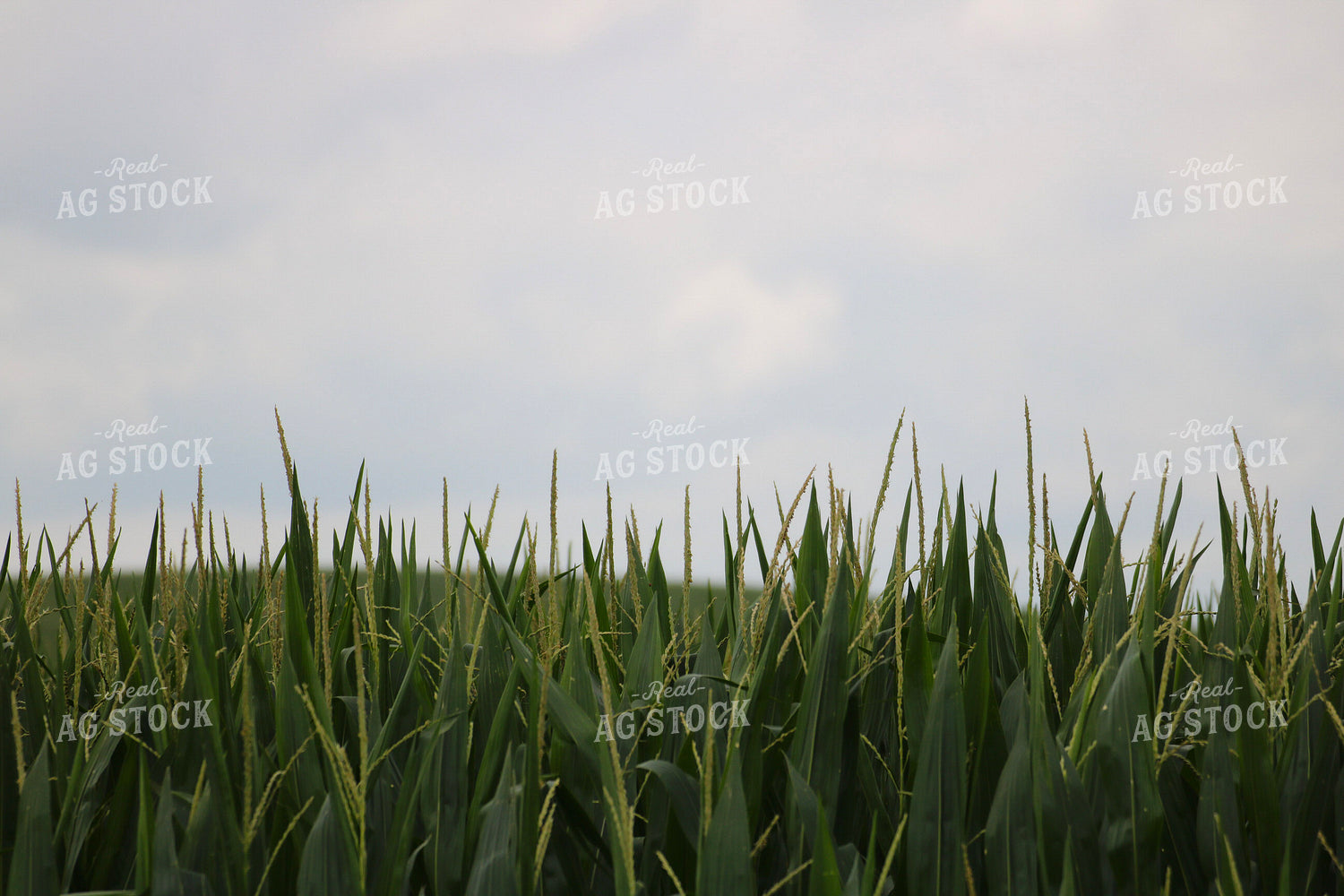 Midseason Corn 82299