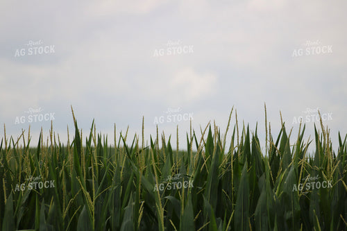 Midseason Corn 82299