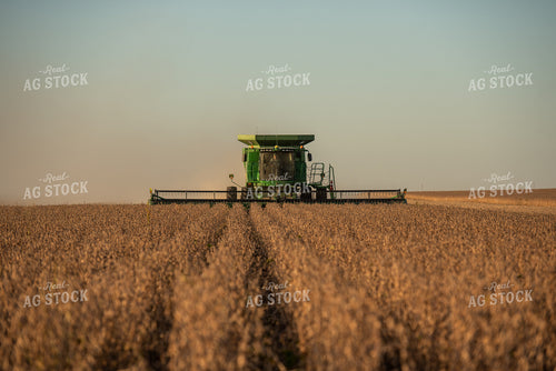 Soybean Harvest 274030