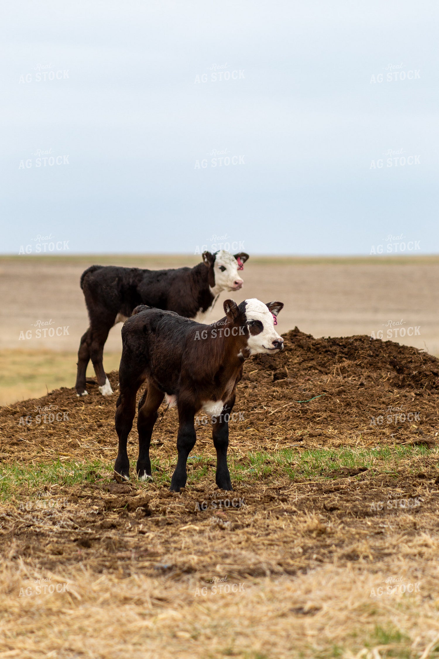 Black Baldy Calves 155719
