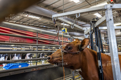 Show Cattle at Expo 270076