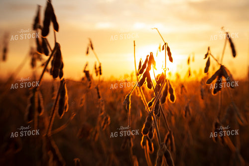 Soybeans - Dry 1596