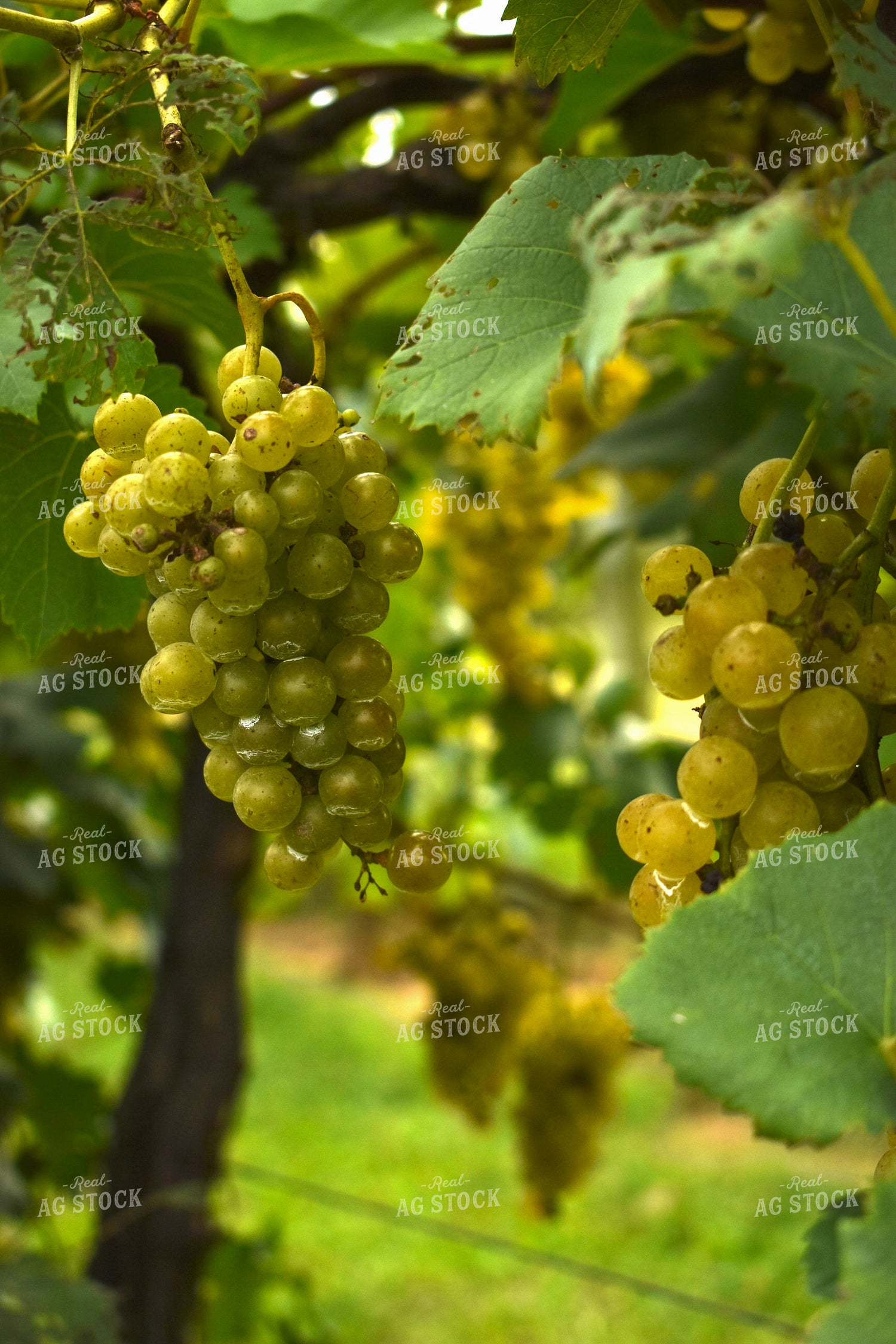 Grapes on Vine 84059